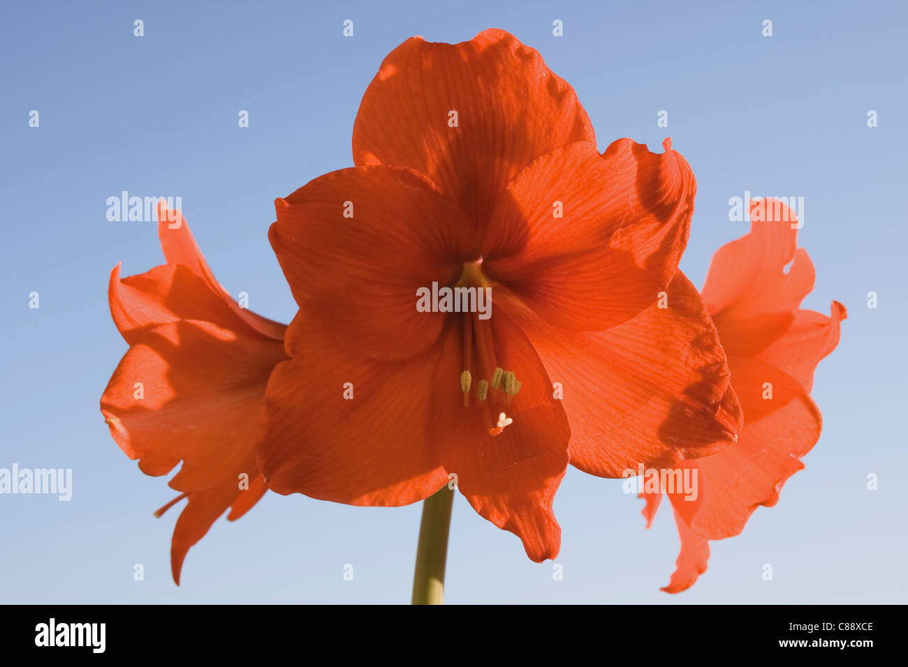 Orange Hippeastrum flower against blue sky Stock Photo Alamy