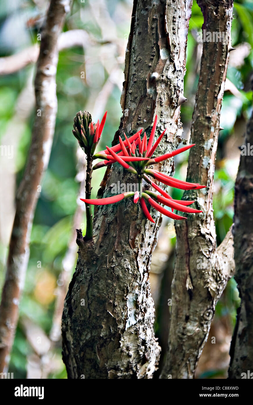 Bright Red Flowers on Short Stems on a Small Coral Tree in Victoria Peak Gardens Hong Kong China Asia Stock Photo