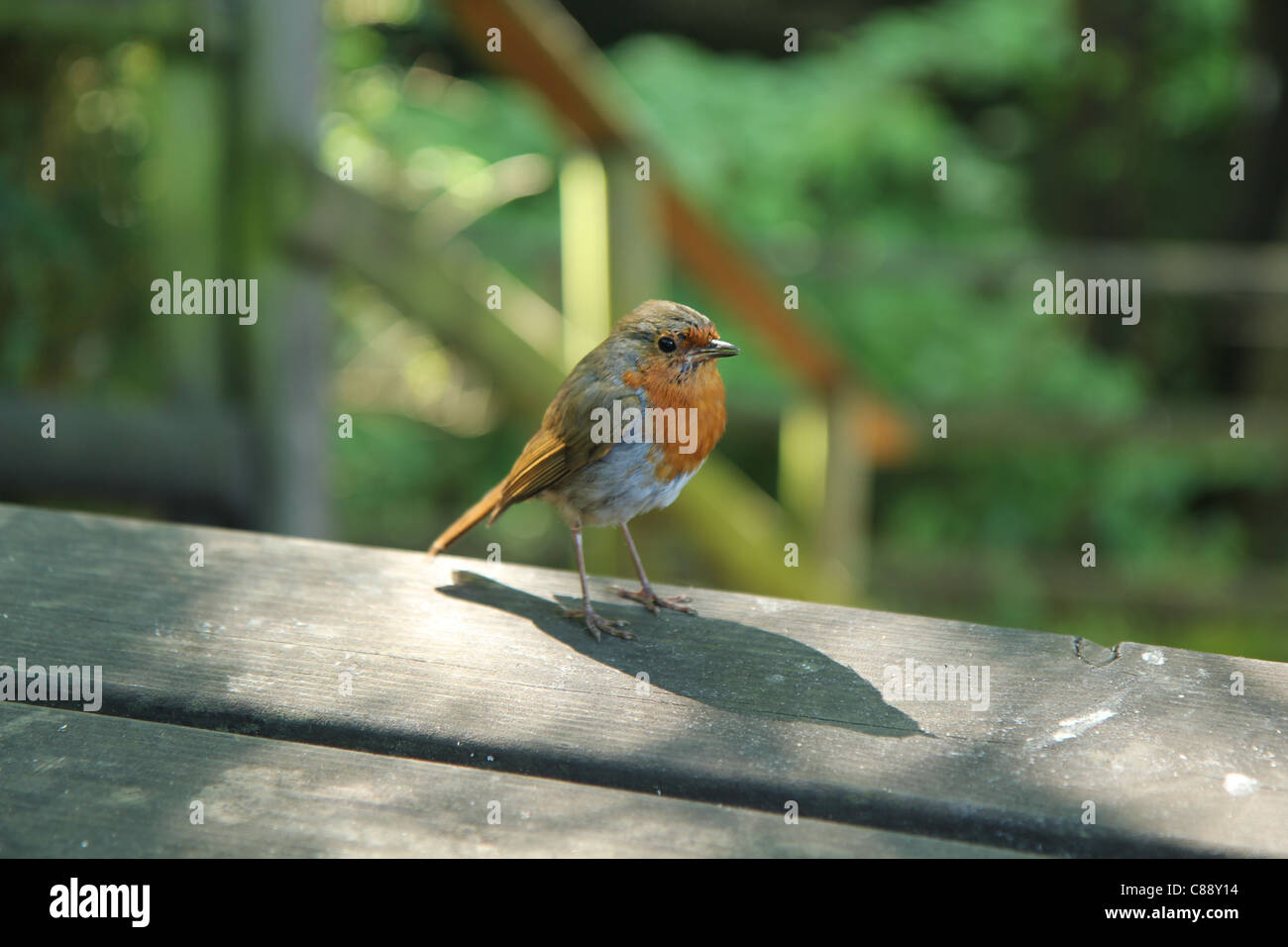 European Red Breasted Robin on table at Oldbury Court Estate, Bristol, UK Stock Photo