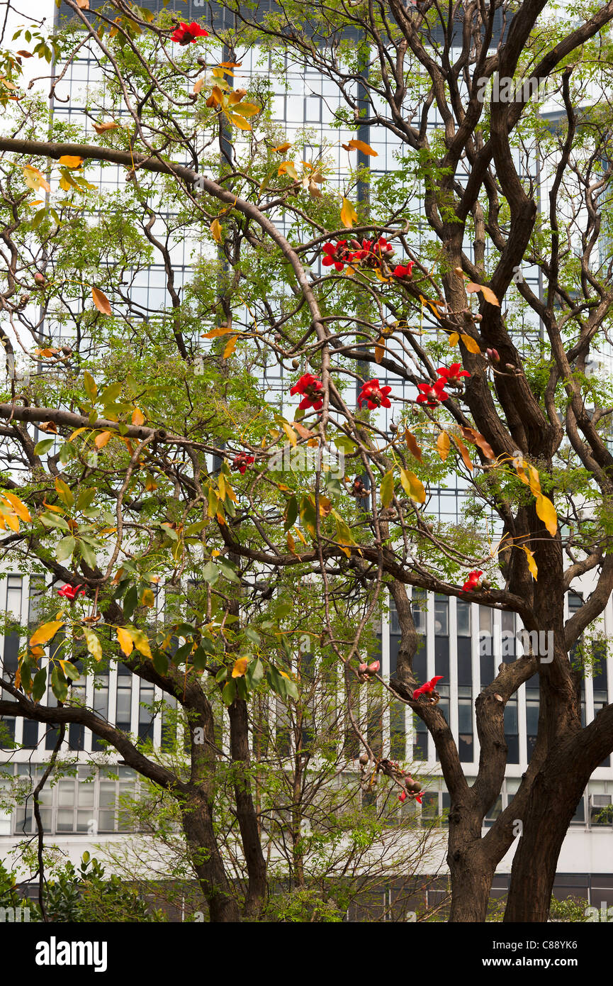 The Red Flowers of a Tree Cotton Tree with Modern Skyscraper Behind in the Financial District of Hong Kong Island China Asia Stock Photo