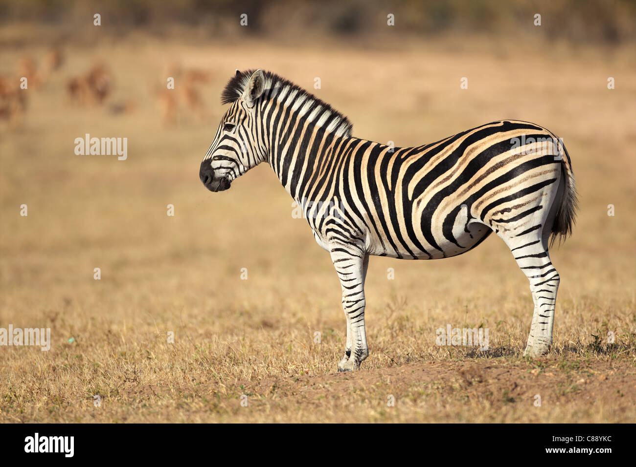 Plains (Burchell's) Zebras (Equus quagga), South Africa Stock Photo