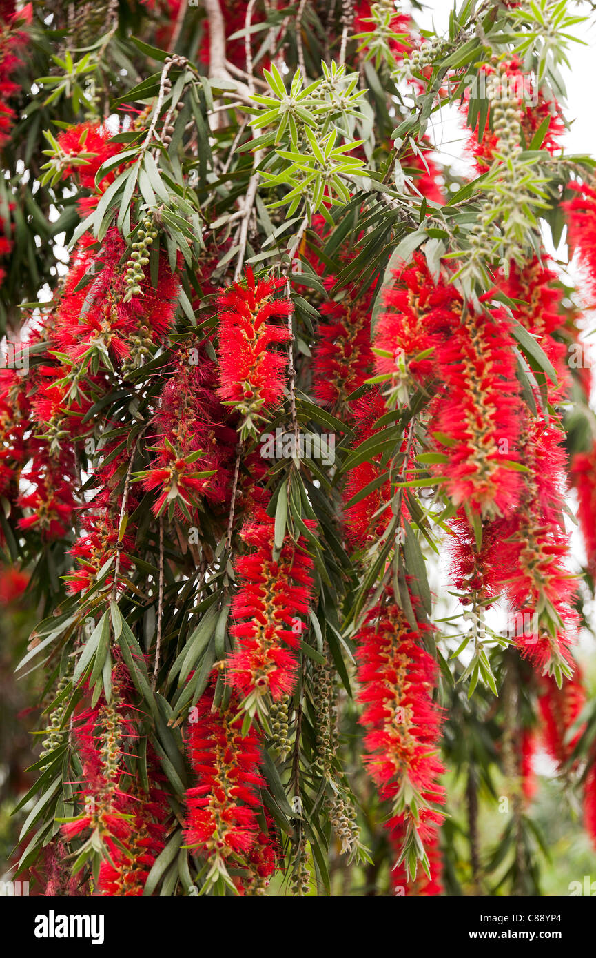 Beautiful Red Drooping Flowers of a Weeping Bottlebrush Tree in a Garden in Hong Kong Island China Asia Stock Photo