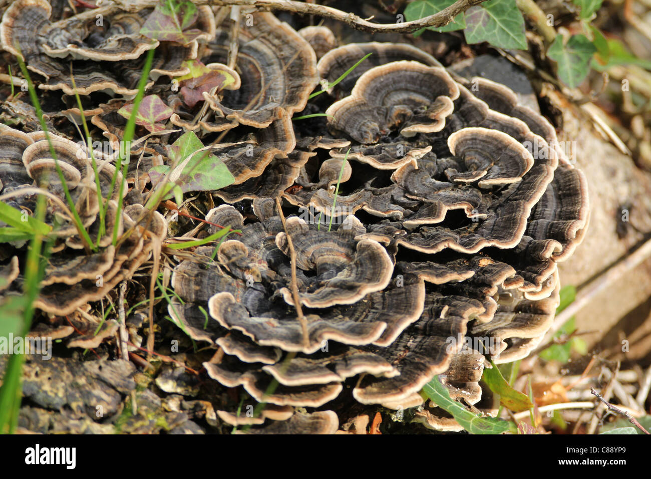 Bracket Fungus growing on dead wood in Leigh Woods, Bristol, England UK Stock Photo