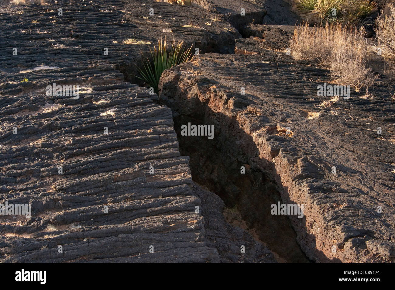 Sotol growing in a deep crack in pahoehoe lava field, Carrizozo Malpais lava flow, Valley of Fires, New Mexico, USA Stock Photo