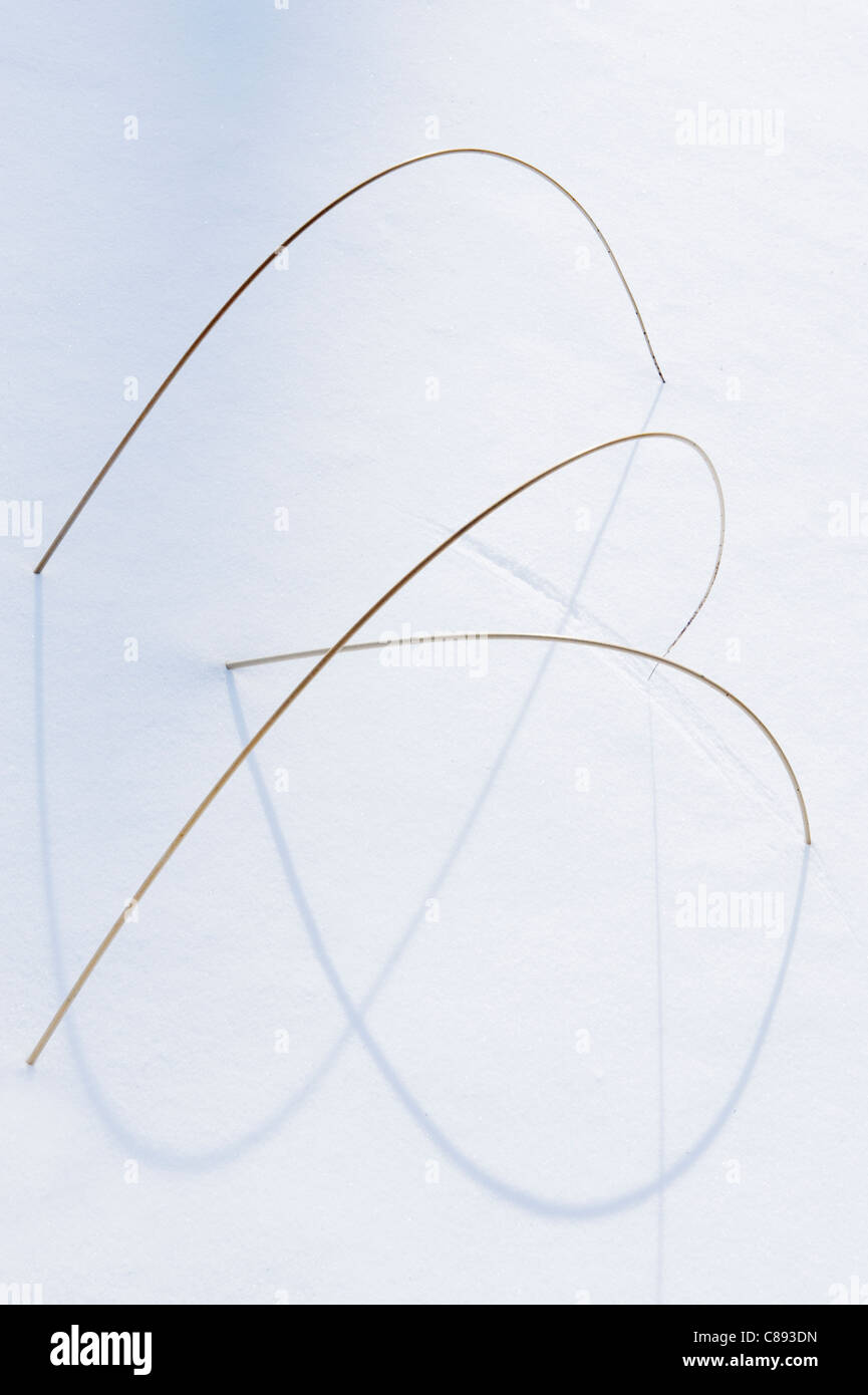 Line and Shadows, Grasses frozen in Blachford Lake, Northwest Territories, Canada WINTER Stock Photo