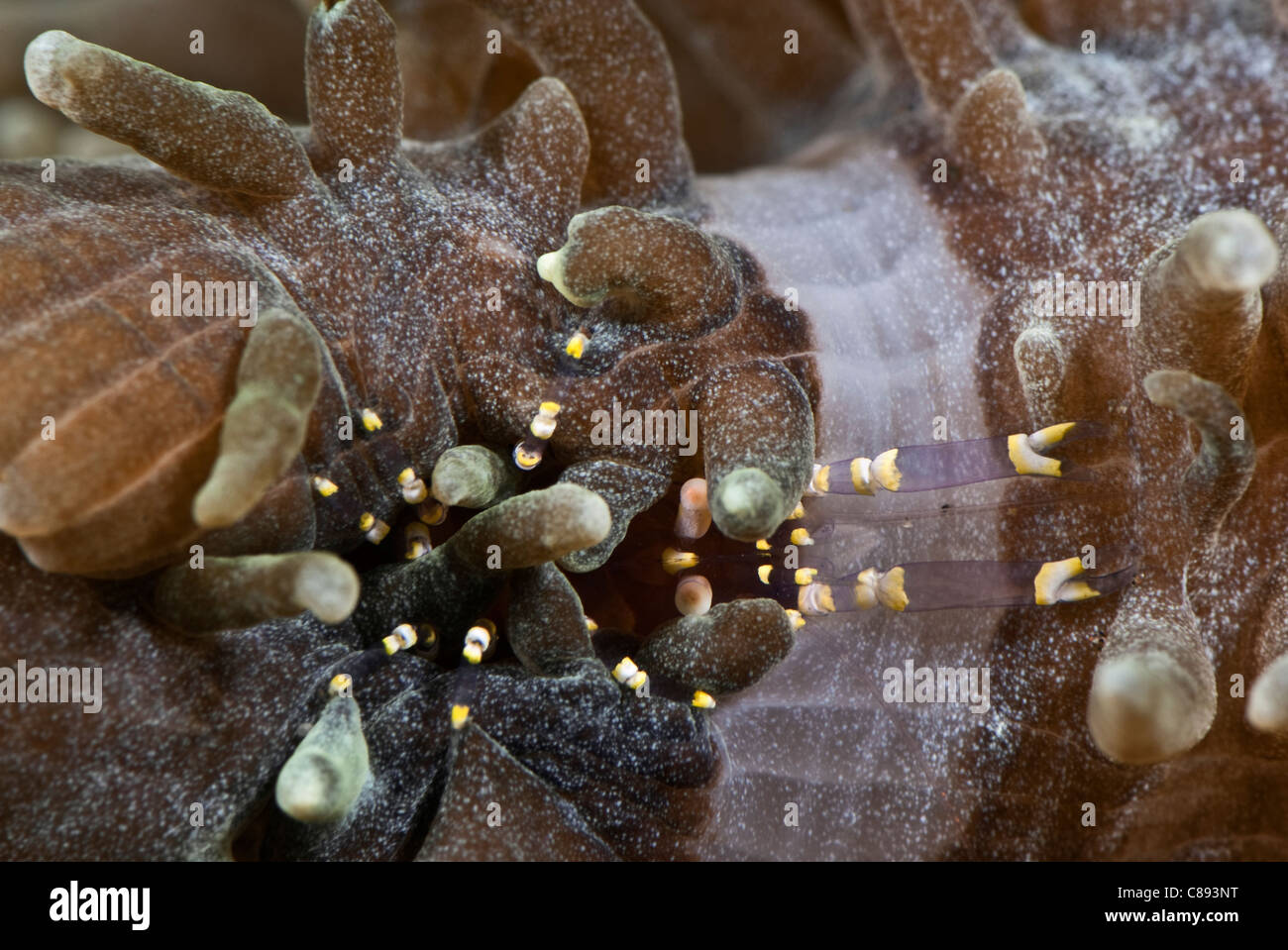 Commensal Pliopontonia Shrimp inside a corallimorpharian under water. Stock Photo