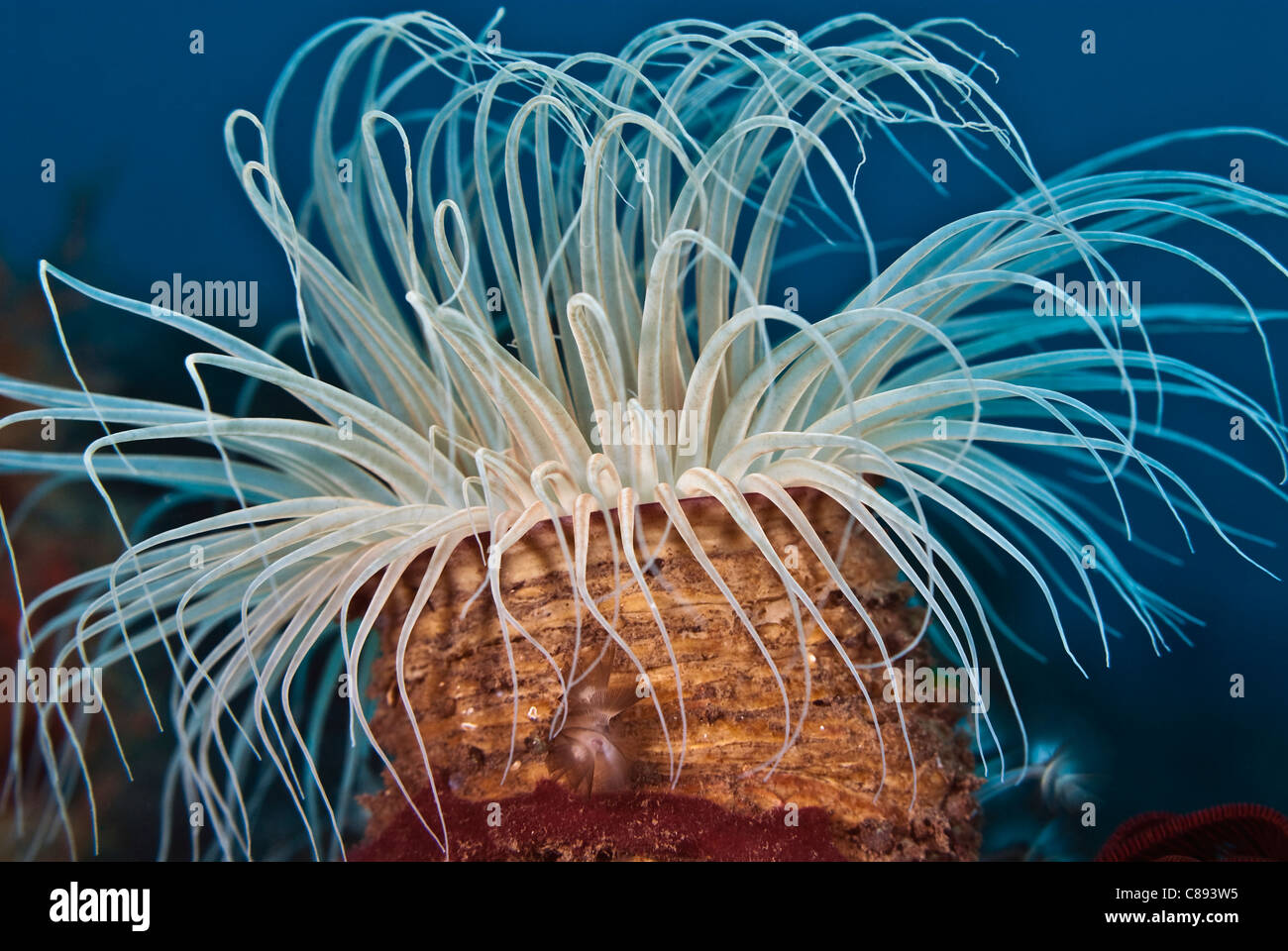Tube Anemone with white tentacle streamers against a blue background under water. Stock Photo