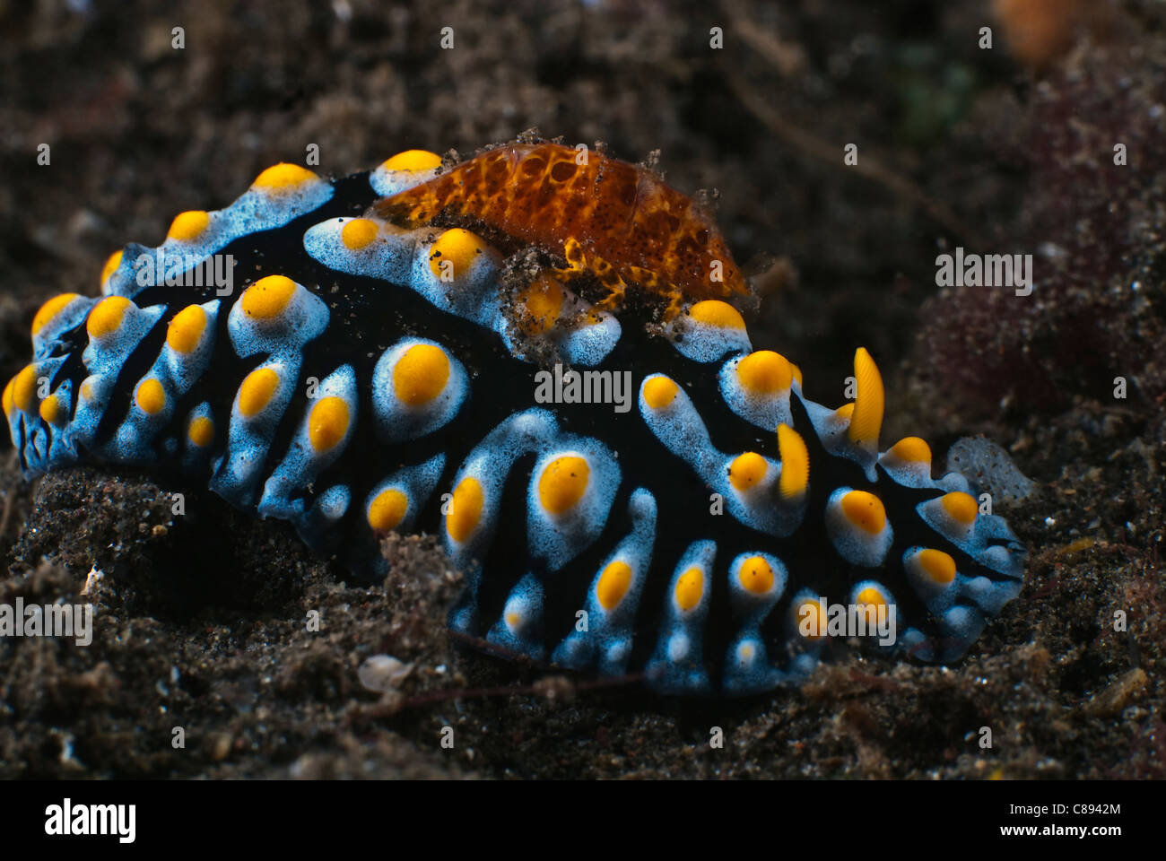 Shrimp on a black Phyllidia nudibranch with blue ridges with yellow warts under water. Stock Photo