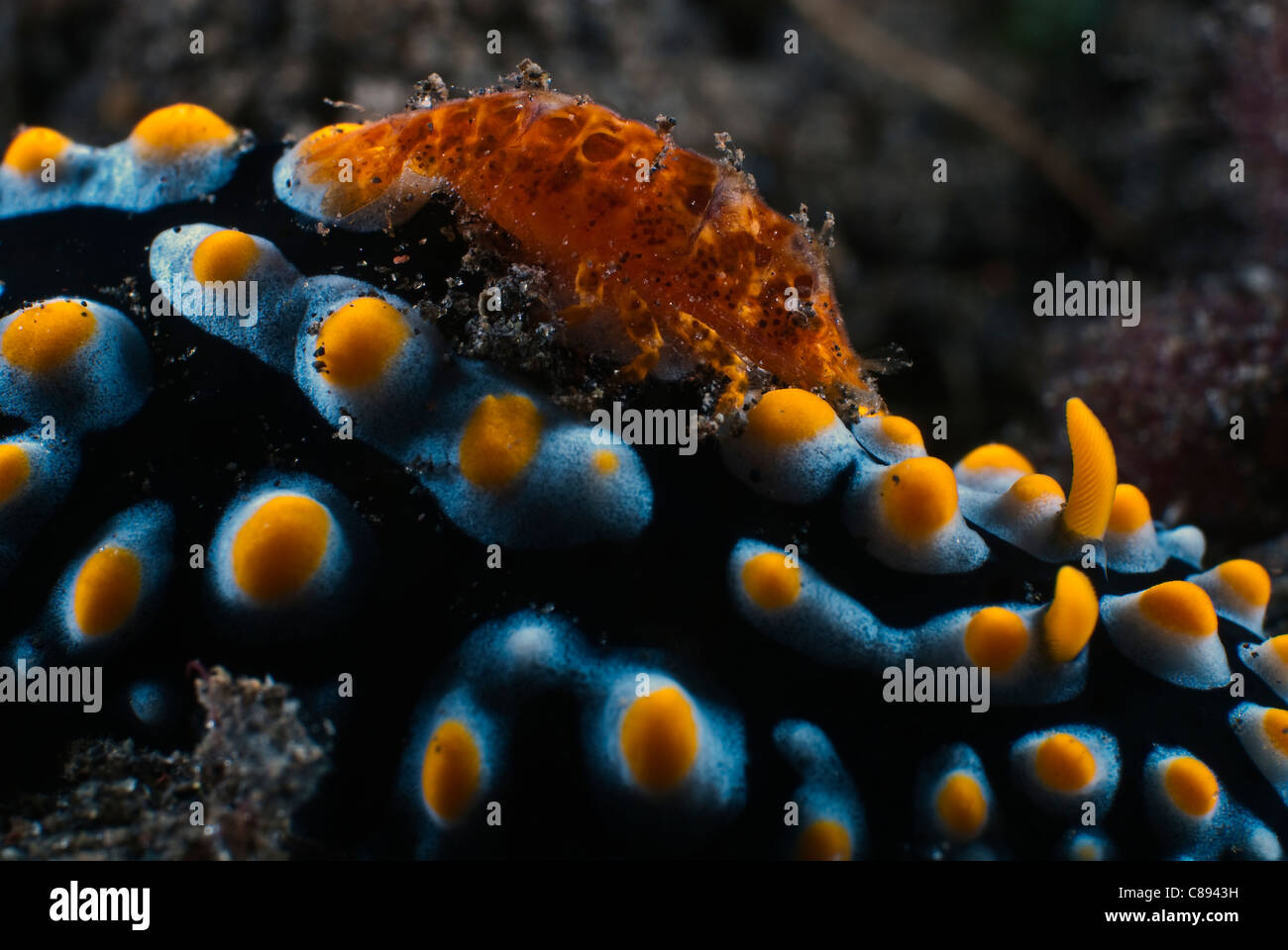Shrimp on a black Phyllidia nudibranch with blue ridges with yellow warts under water. Stock Photo