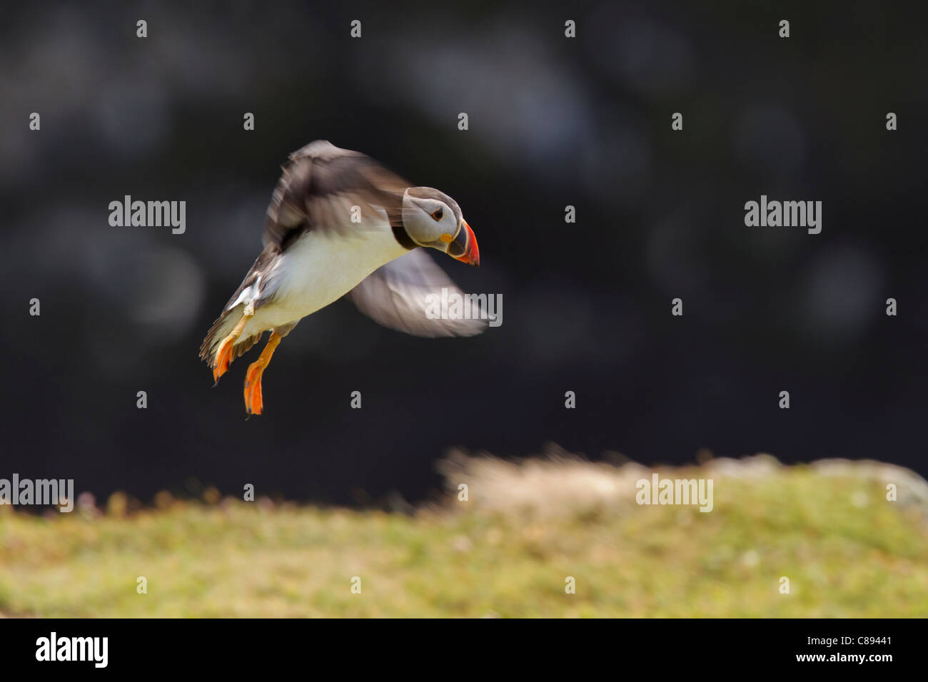 Flying Puffin Stock Photo