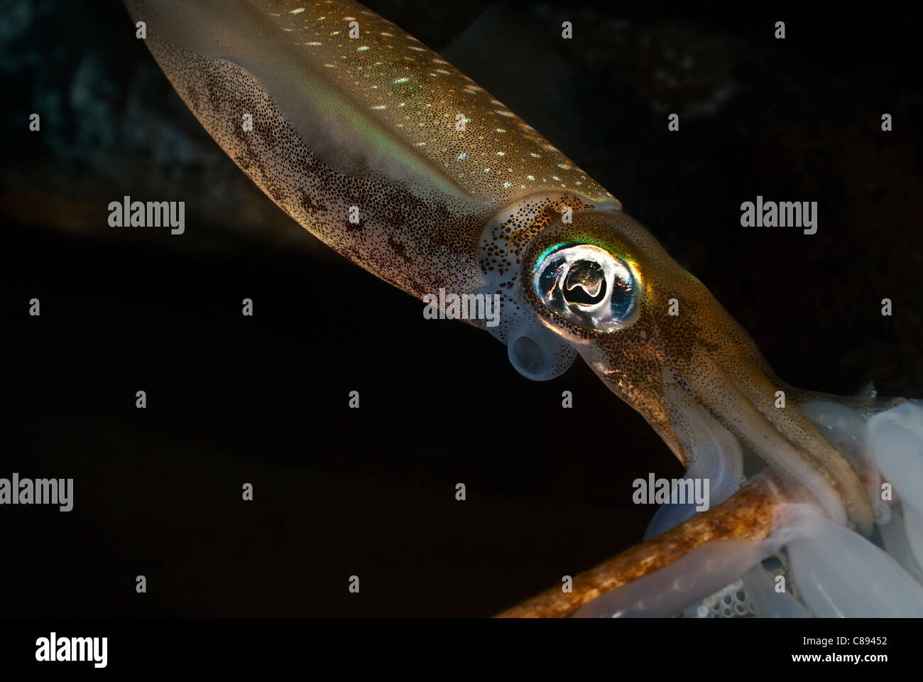Squid laying eggs under water Stock Photo - Alamy