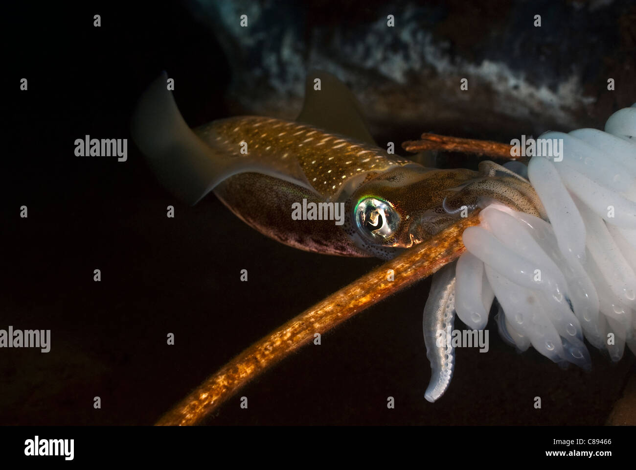 Squid laying eggs under water Stock Photo - Alamy
