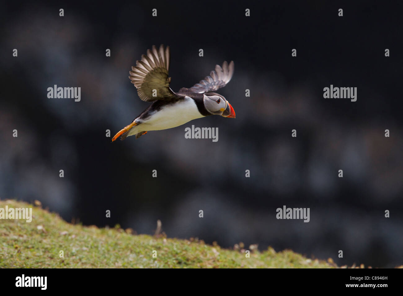 Flying Puffin Stock Photo