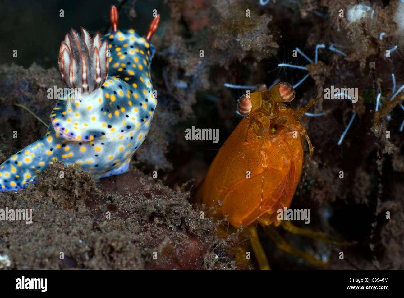 Golden Mantis shrimp watching a White Hypselodoris nudibranch with blue blotches and yellow and black spots and red rhinophores Stock Photo