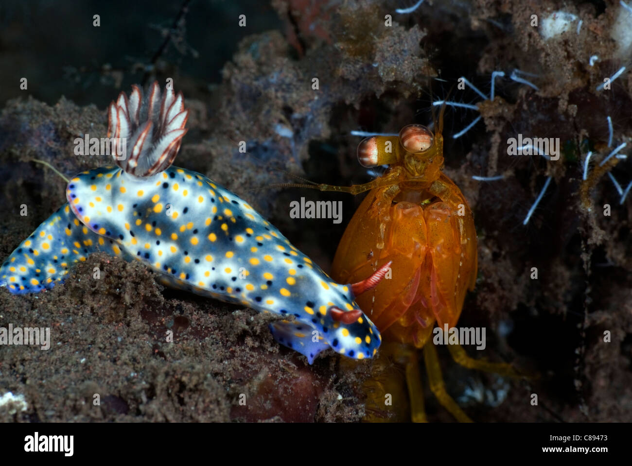 Golden Mantis shrimp watching a White Hypselodoris nudibranch with blue blotches and yellow and black spots and red rhinophores Stock Photo