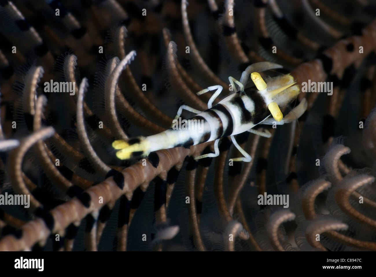 Crinoid Shrimp in a featherstar under water. Stock Photo