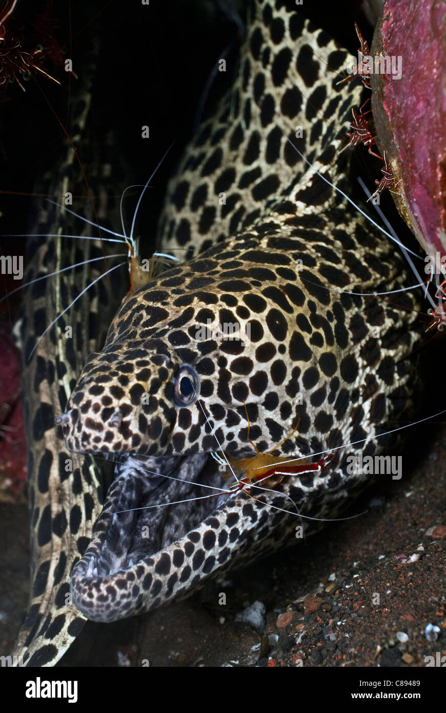 Honeycomb Moray eel with ambon cleaner shrimp eel under water. Stock Photo