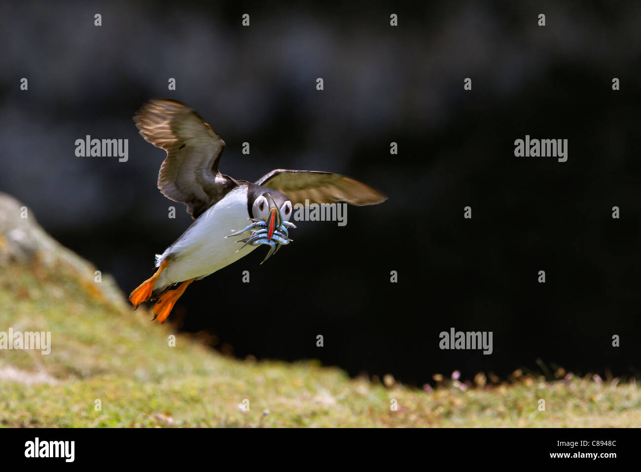 Puffin in flight with Sandeels in its beak Stock Photo