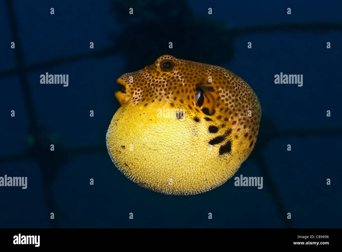 Puffed up Juvenile Starry Pufferfish under water. Stock Photo