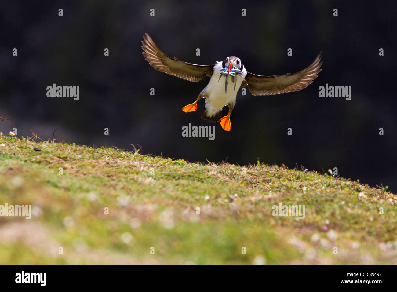 Flying Puffin with Sandeels in its beak Stock Photo