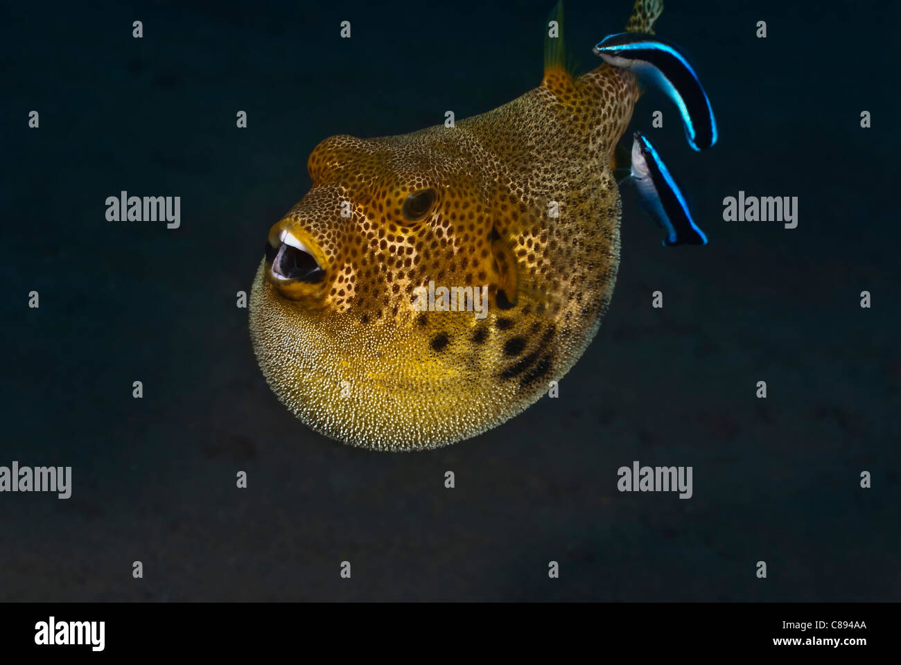 Puffed up Juvenile Starry Pufferfish with cleaner wrasse under water. Stock Photo