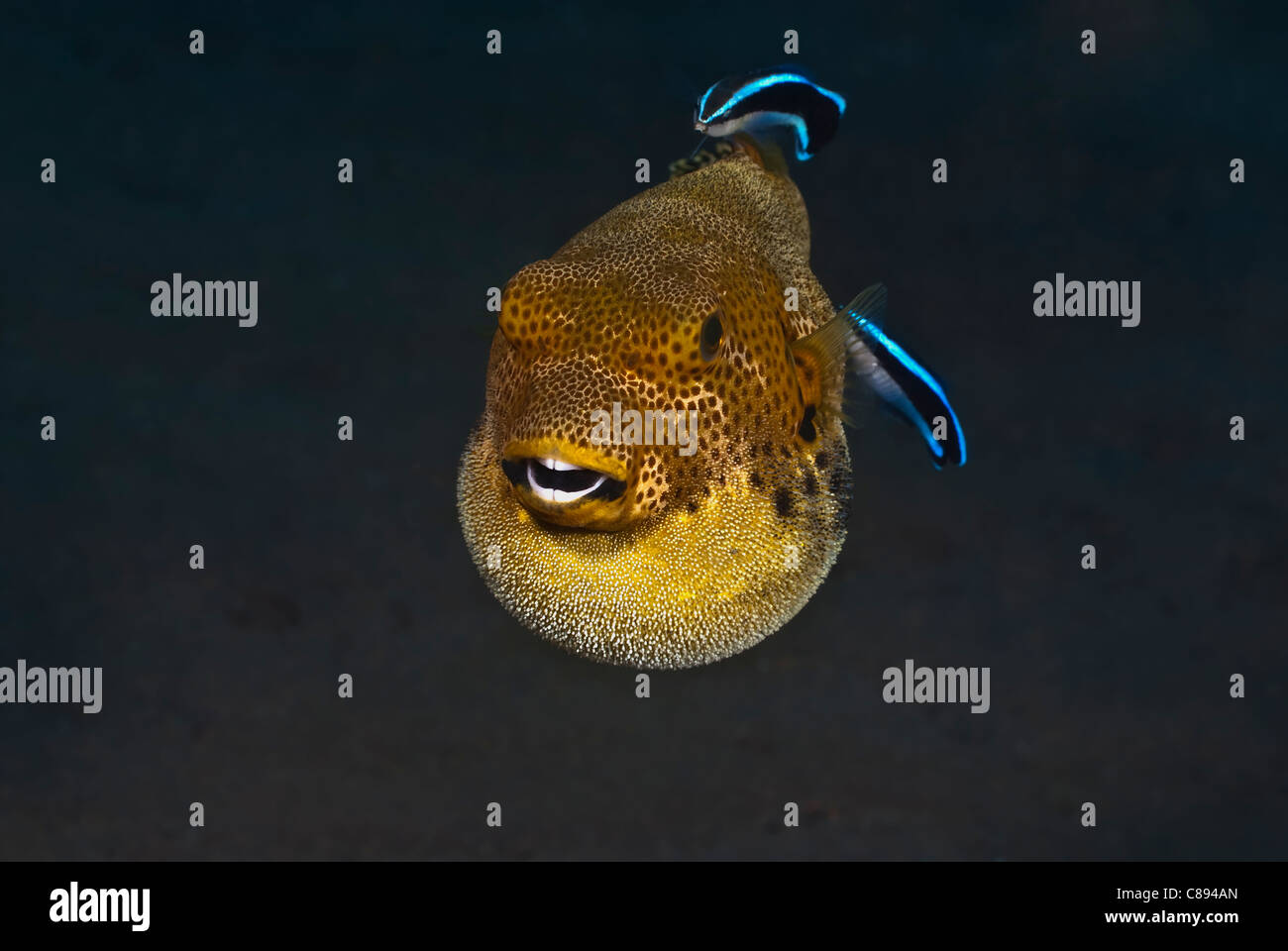 Puffed up Juvenile Starry Pufferfish with cleaner wrasse under water. Stock Photo