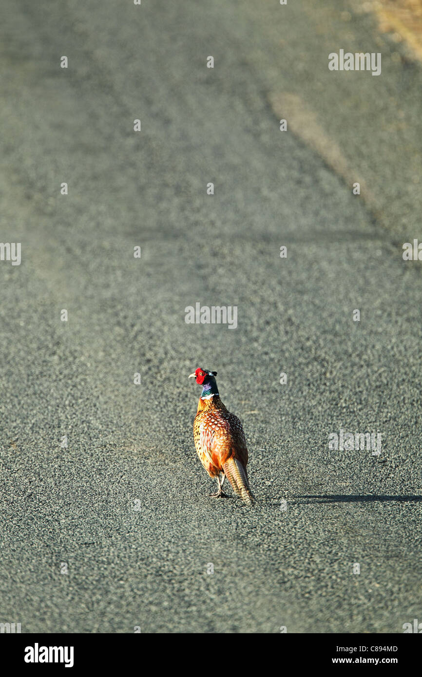 Male phesant (Phasianus colchicus) walking uphill along the middle of a road Stock Photo