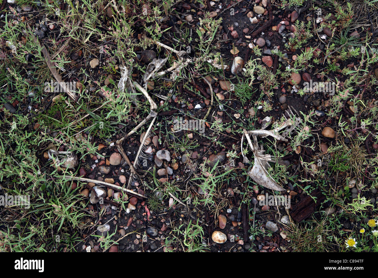 Life cycle of bird hi-res stock photography and images - Alamy