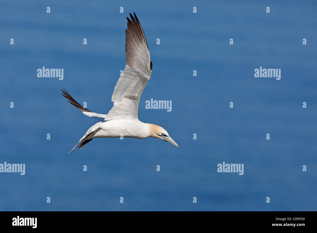 Flying Gannet seabird Stock Photo