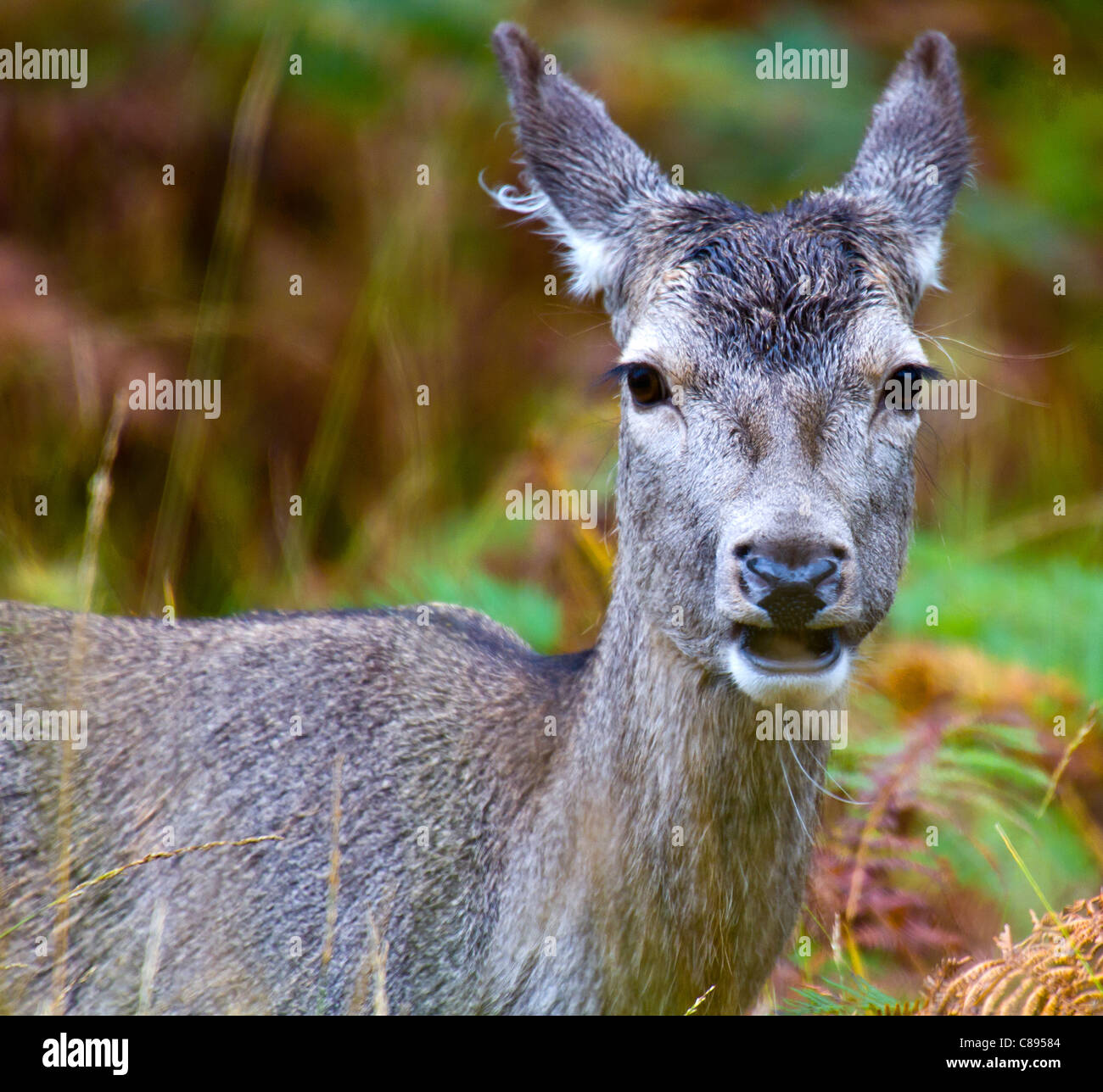 Red Deer in Glen Etive, a female Red posed nicely for the camera while eating at the roadside. Stock Photo