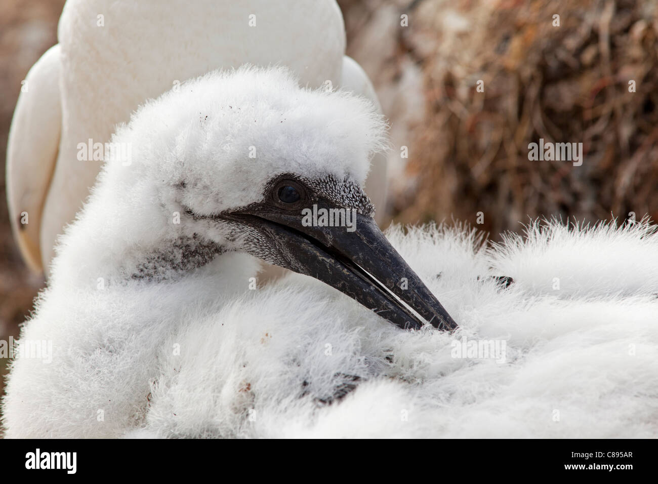 Gannet chick Stock Photo