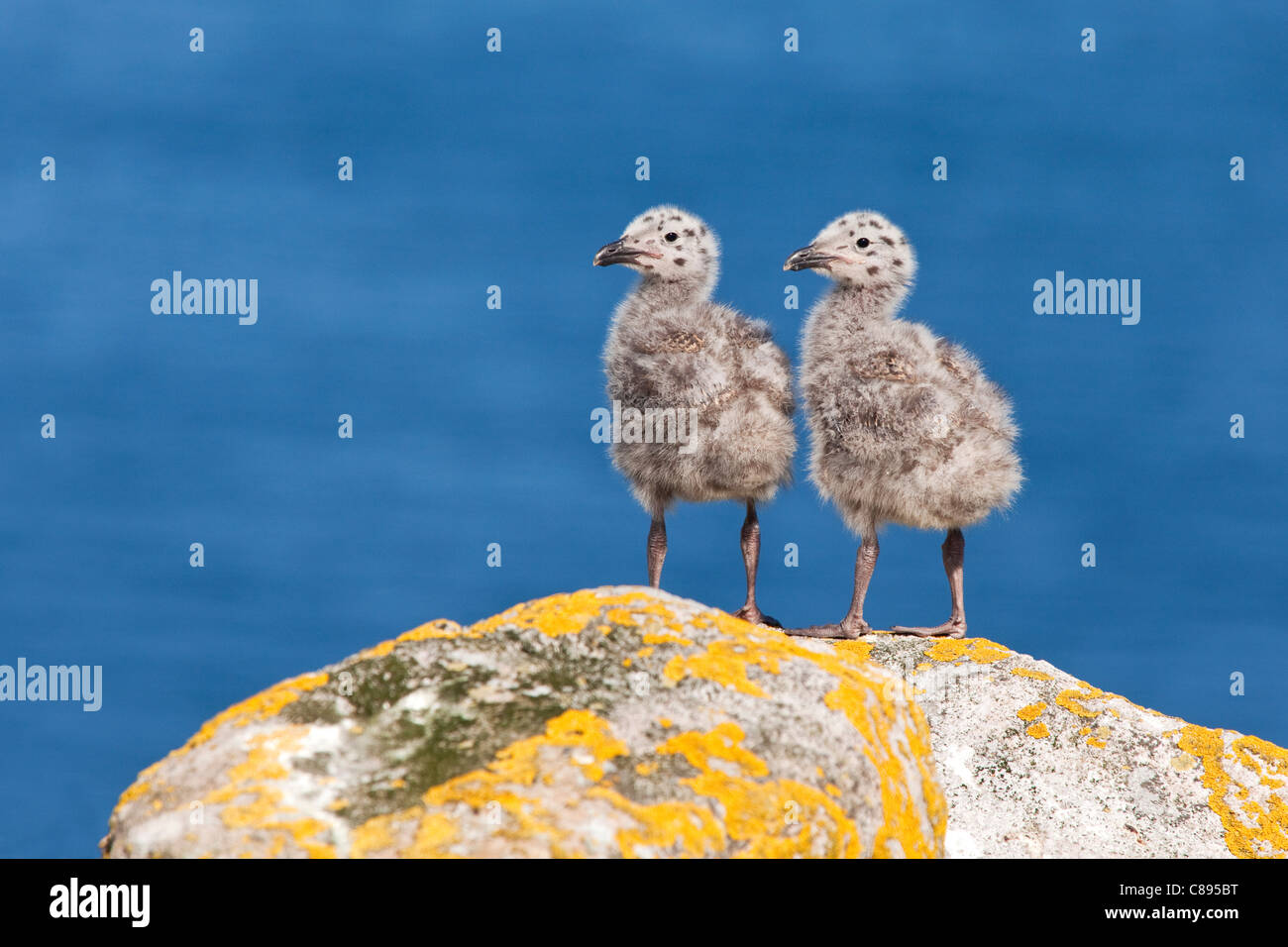 Two Great Black-backed Gull chicks Stock Photo