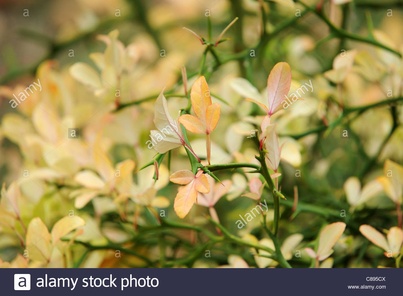 Bitter Orange Poncirus Trifoliata High Resolution Stock Photography and