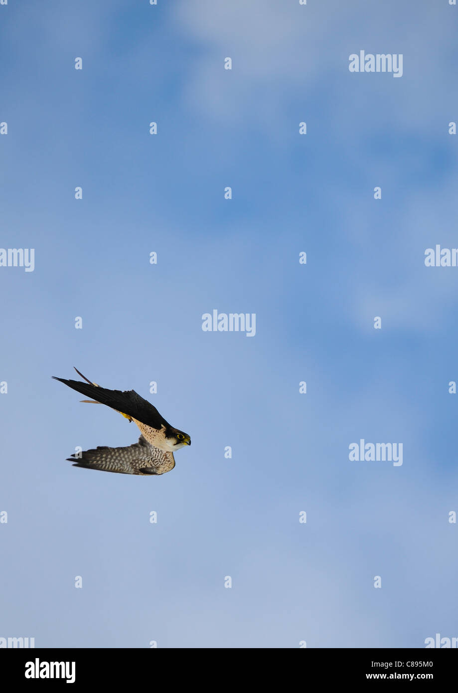 Peregrine falcon diving against blue cloudy sky Stock Photo