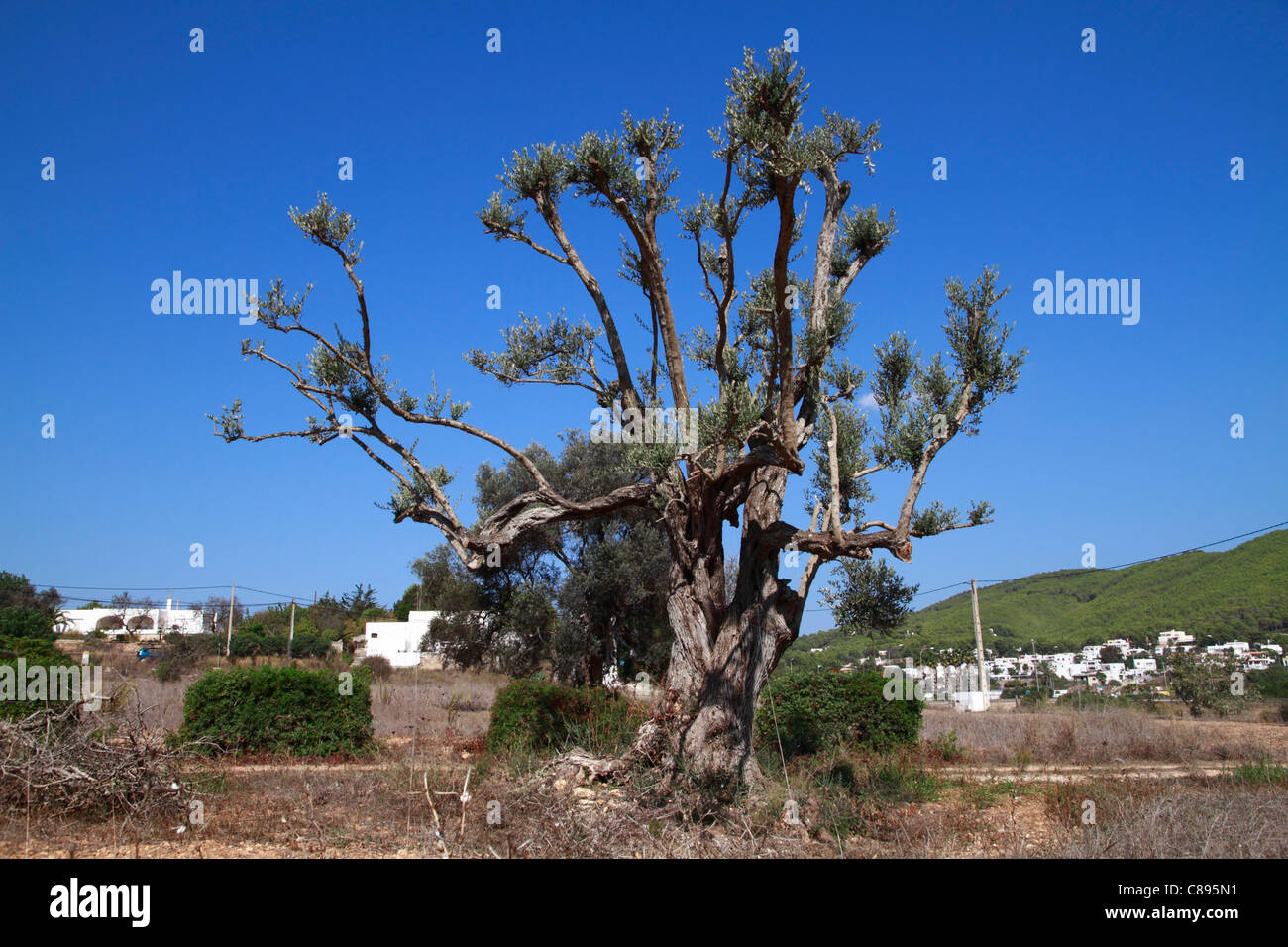 Oddly pruned olive tree Stock Photo