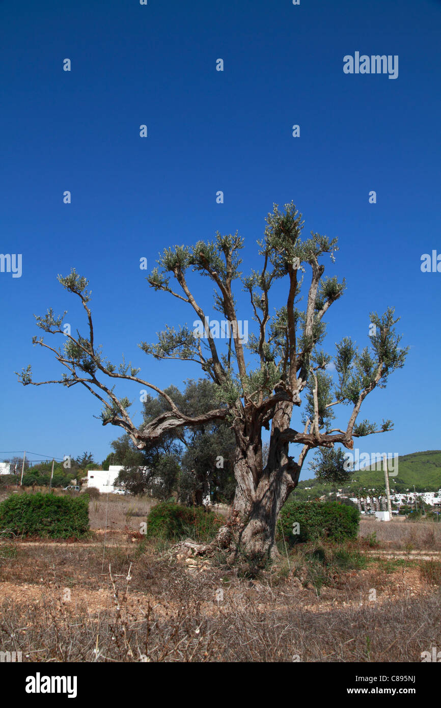Oddly pruned olive tree Stock Photo