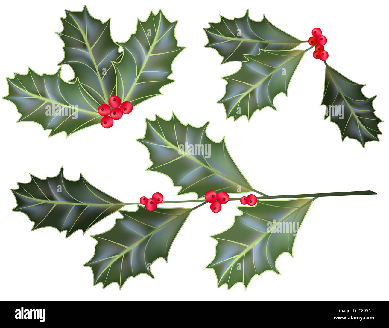 holly leaves and berries isolated on a white background Stock Photo - Alamy