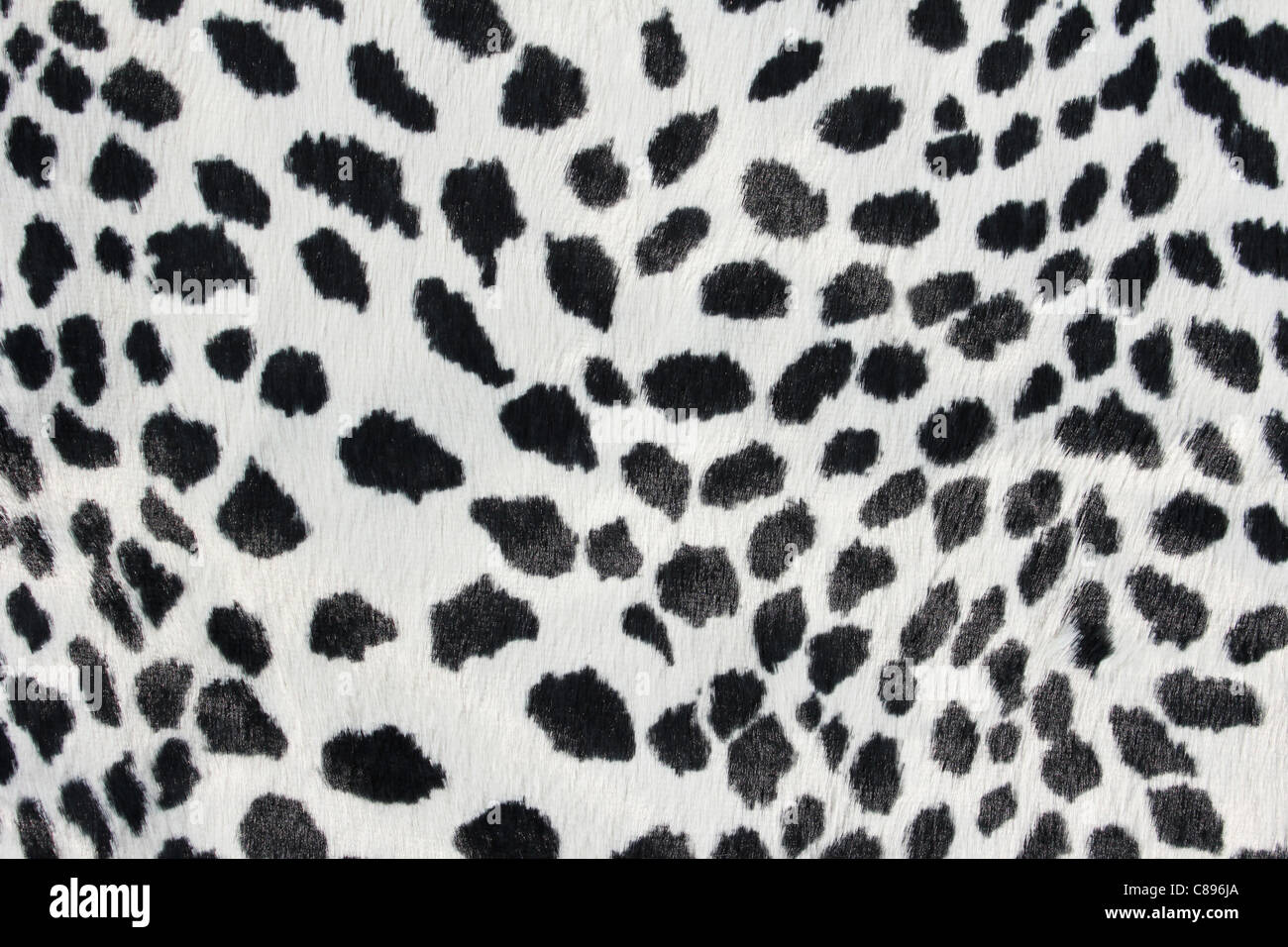 Close up of black and white dalmatian spots Stock Photo