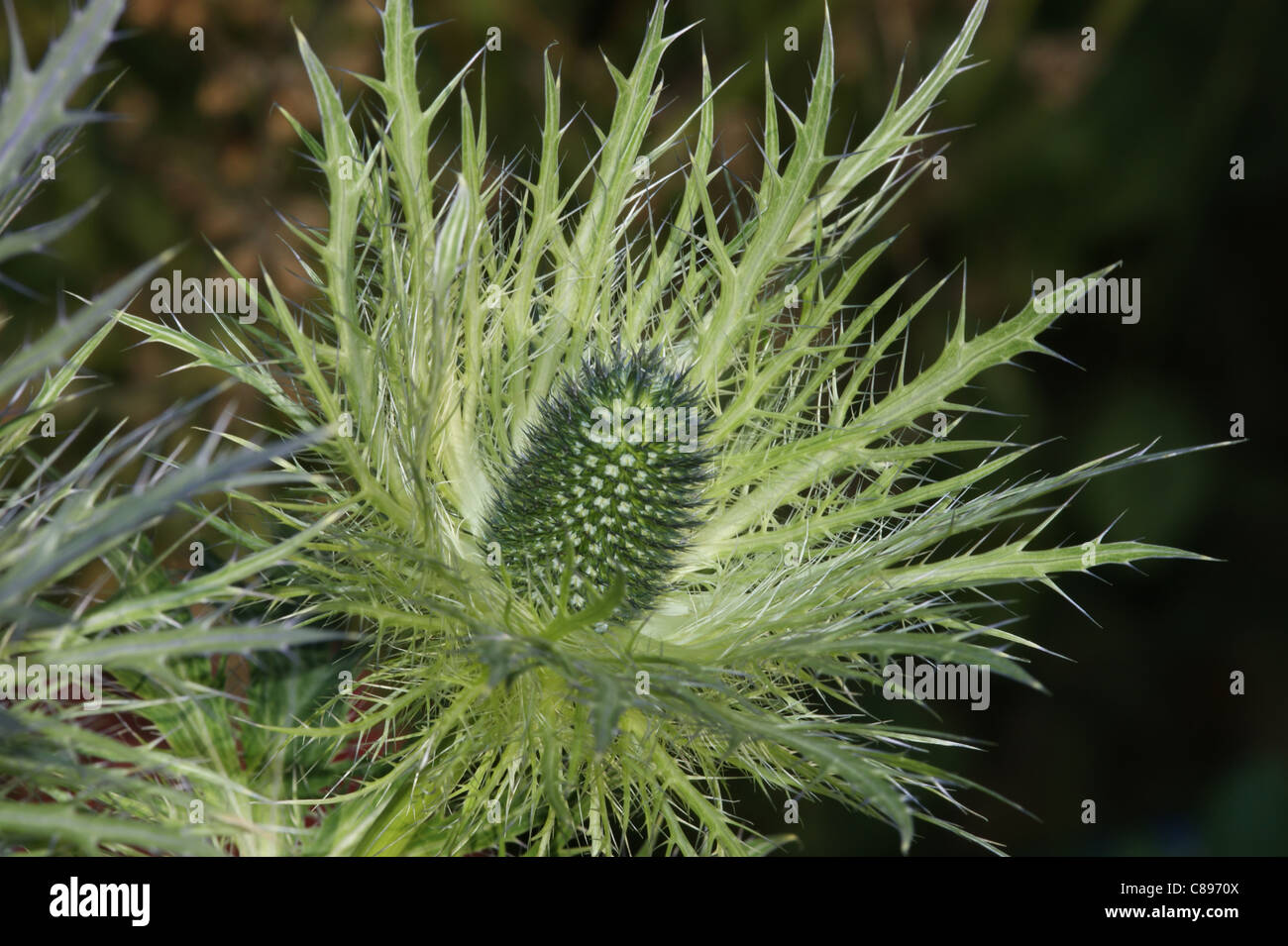 Eryngium x zabelii donard variety hires stock photography and images