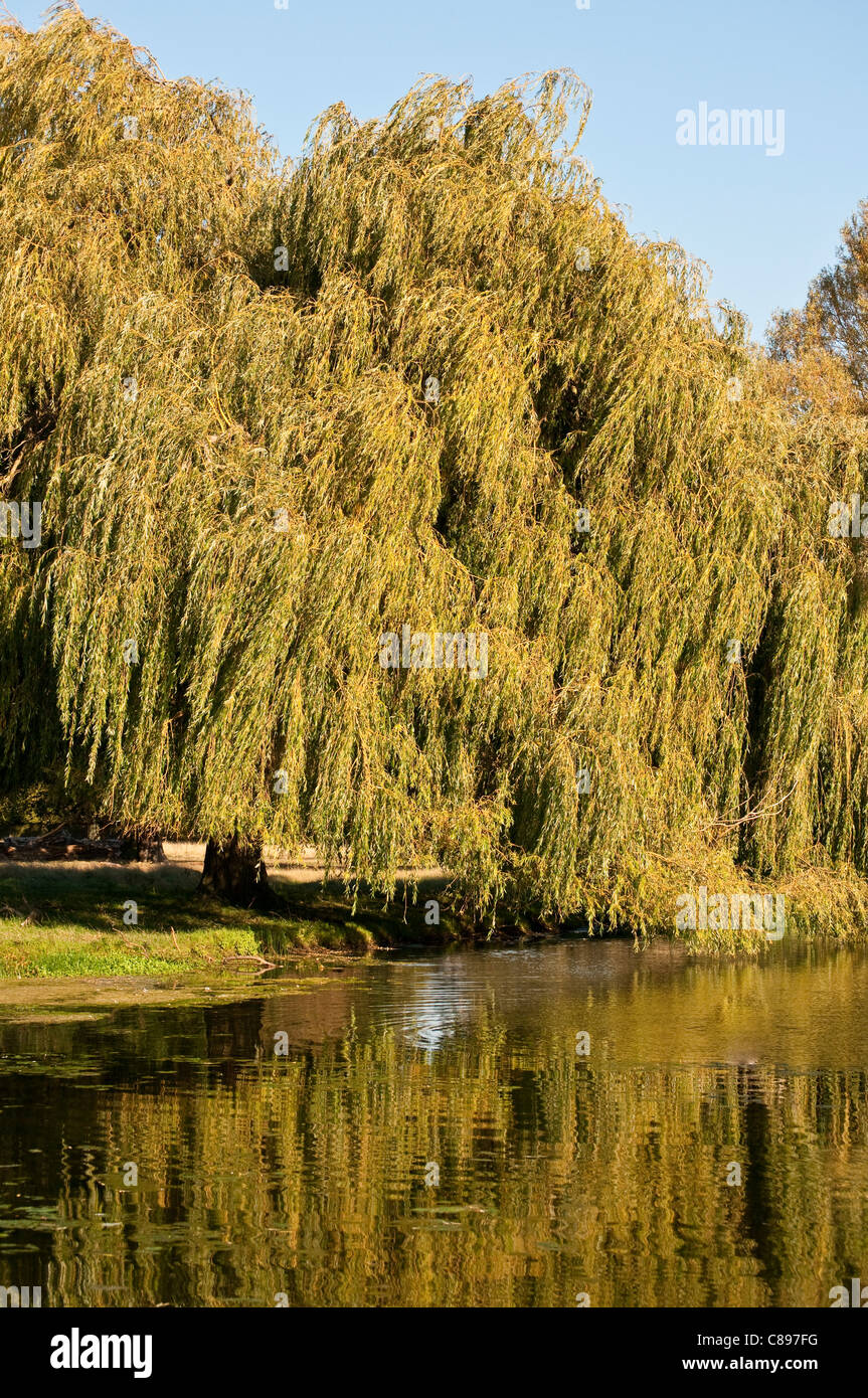 Weeping willow tree and water hires stock photography and images Alamy
