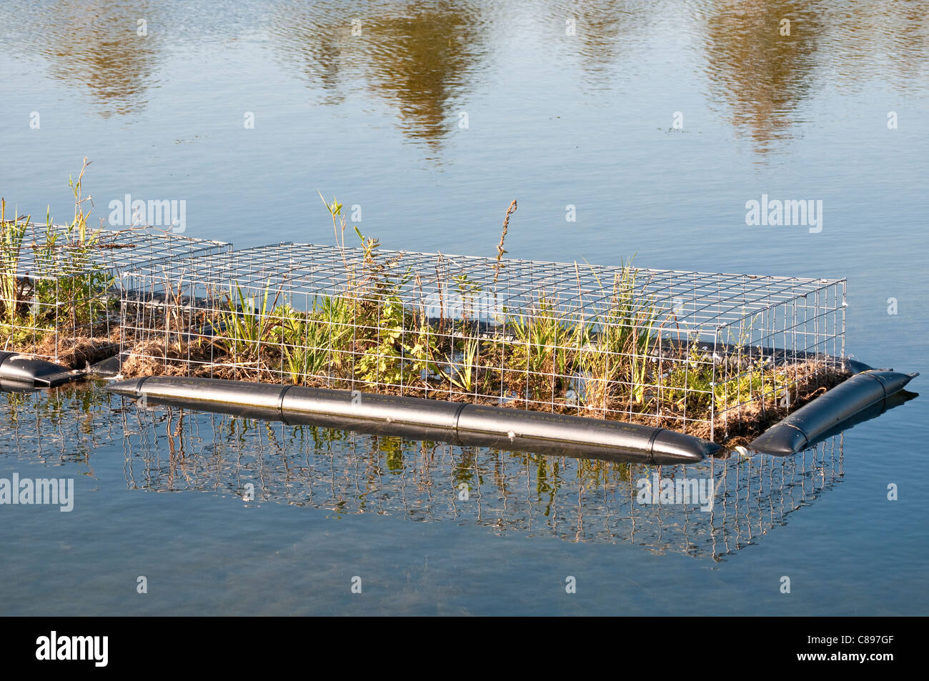 Floating plants protected by chicken wire on Long Water, Home Park, Surrey, England, United Kingdom Stock Photo