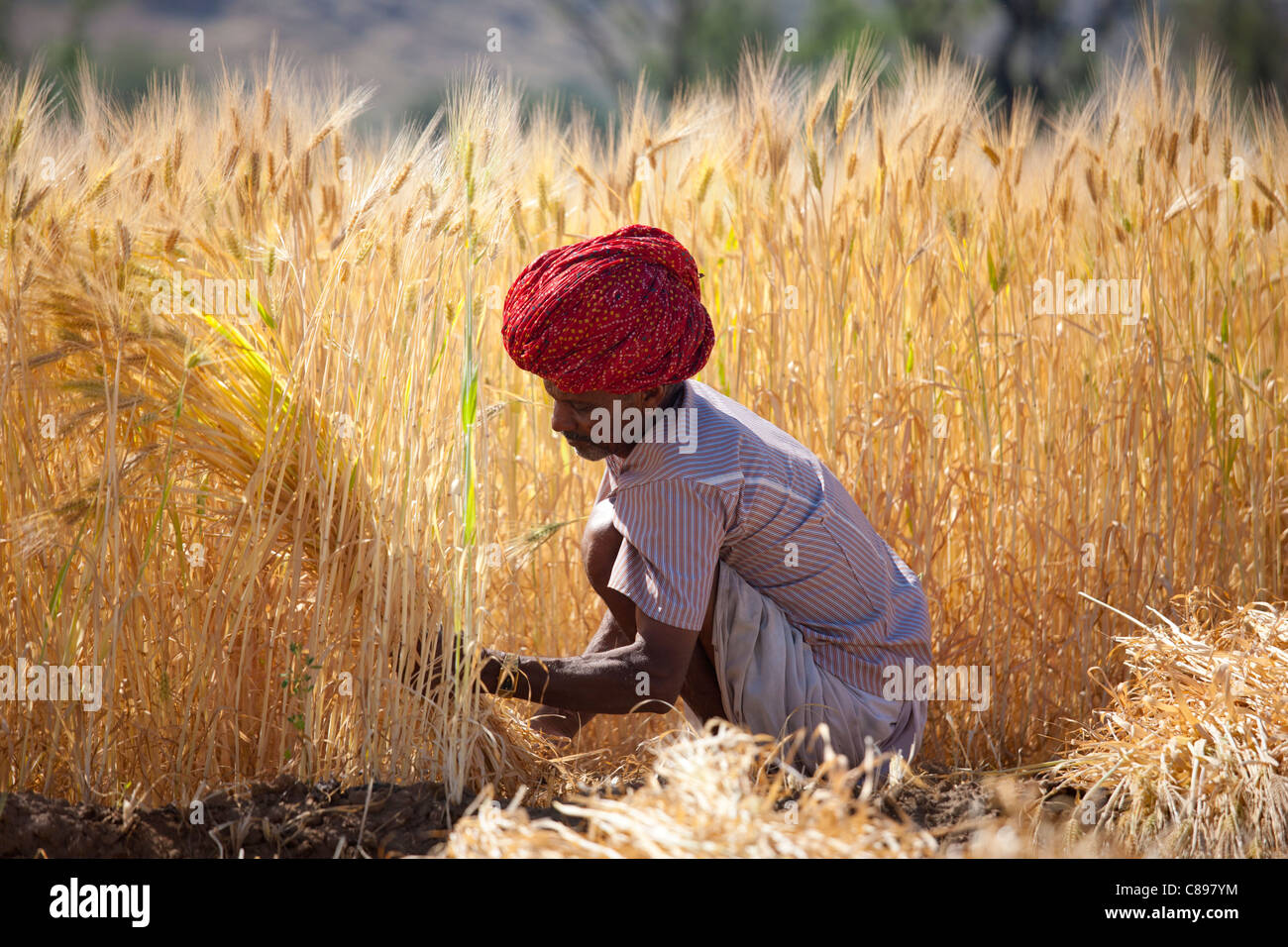 Barley crop being harvested by local agricultural workers in fields at Nimaj, Rajasthan, Northern India Stock Photo