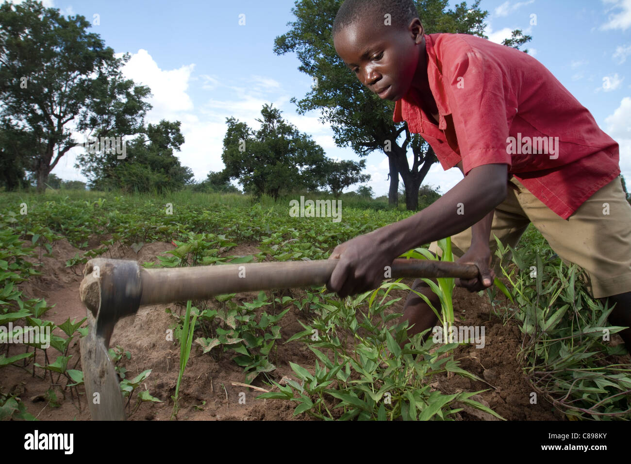 9 sweet potatoes hires stock photography and images Alamy