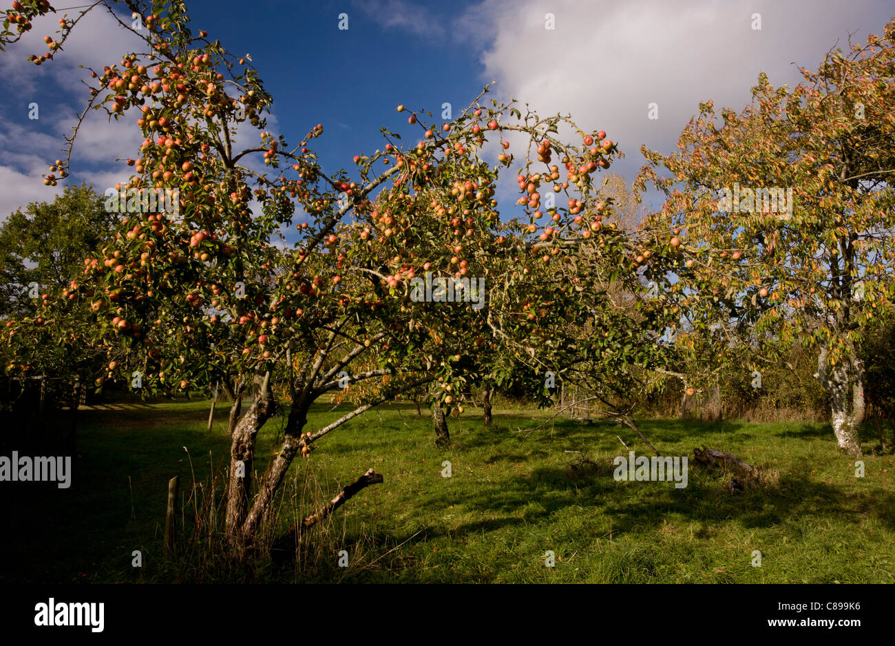 Broad Oak Orchard community orchard and Dorset Wildlife Trust Reserve