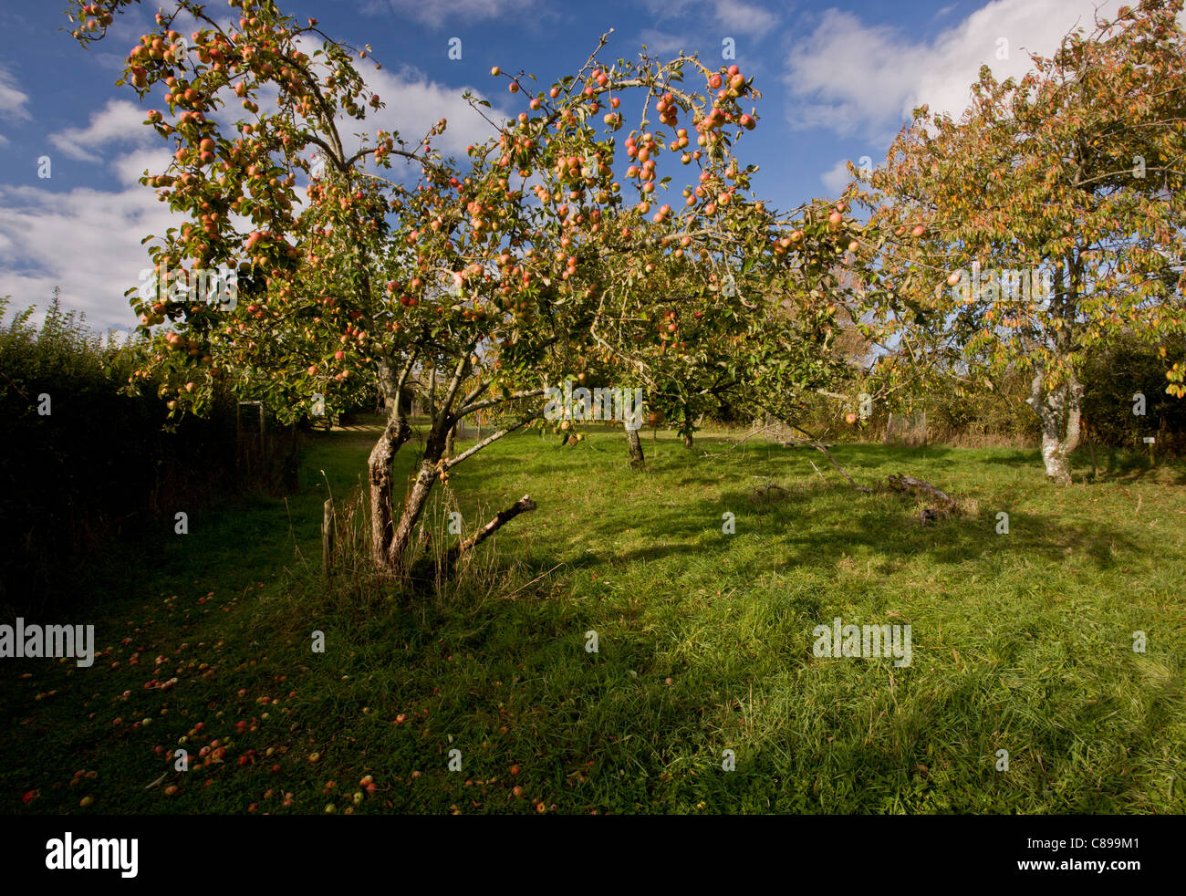 Broad Oak Orchard community orchard and Dorset Wildlife Trust Reserve