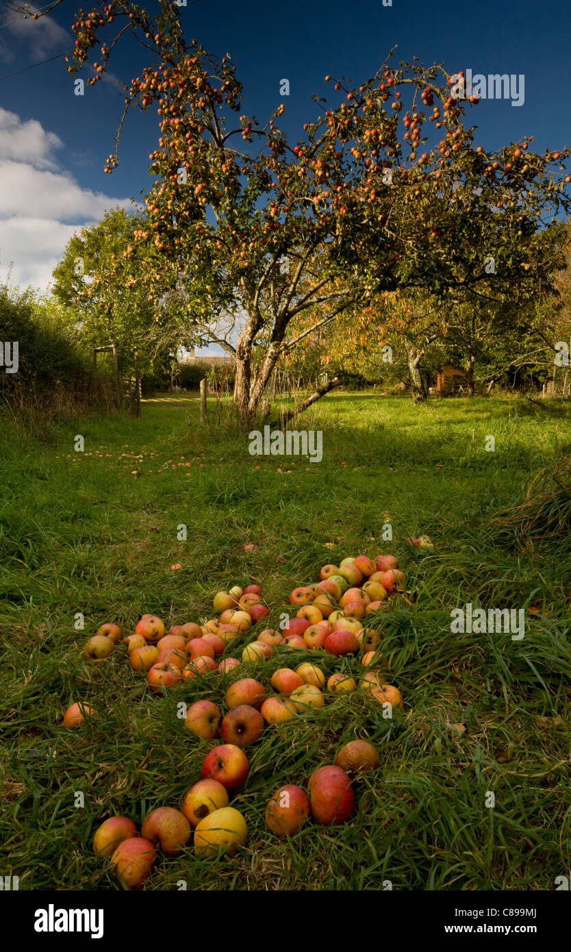 Broad Oak Orchard community orchard and Dorset Wildlife Trust Reserve