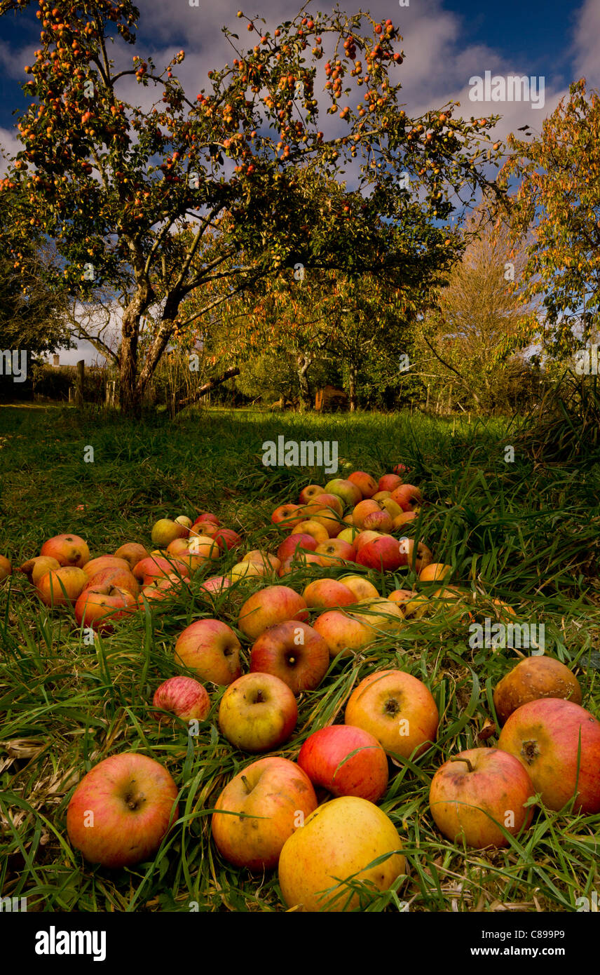 Broad Oak Orchard community orchard and Dorset Wildlife Trust Reserve
