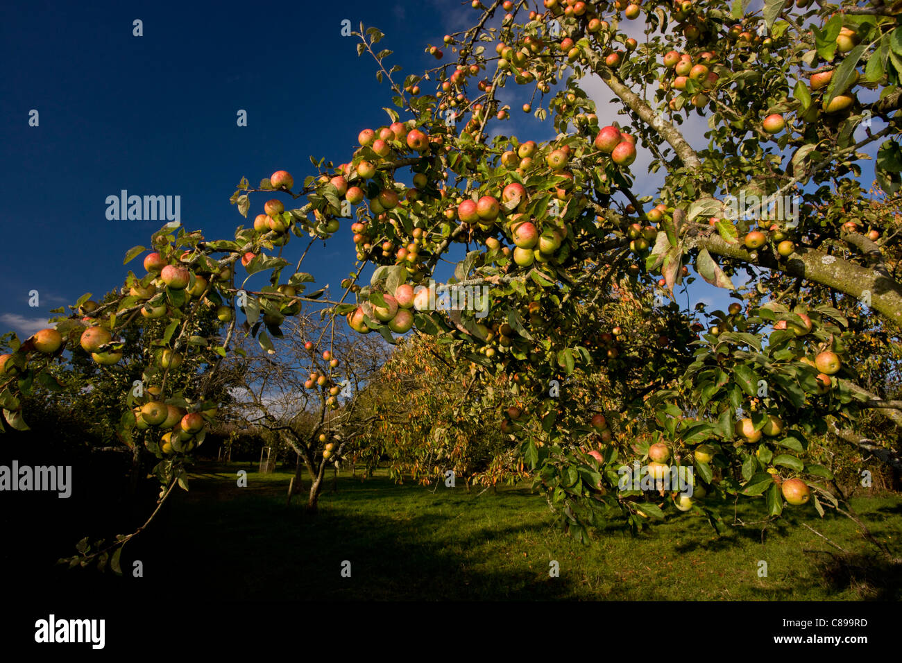 Broad Oak Orchard community orchard and Dorset Wildlife Trust Reserve