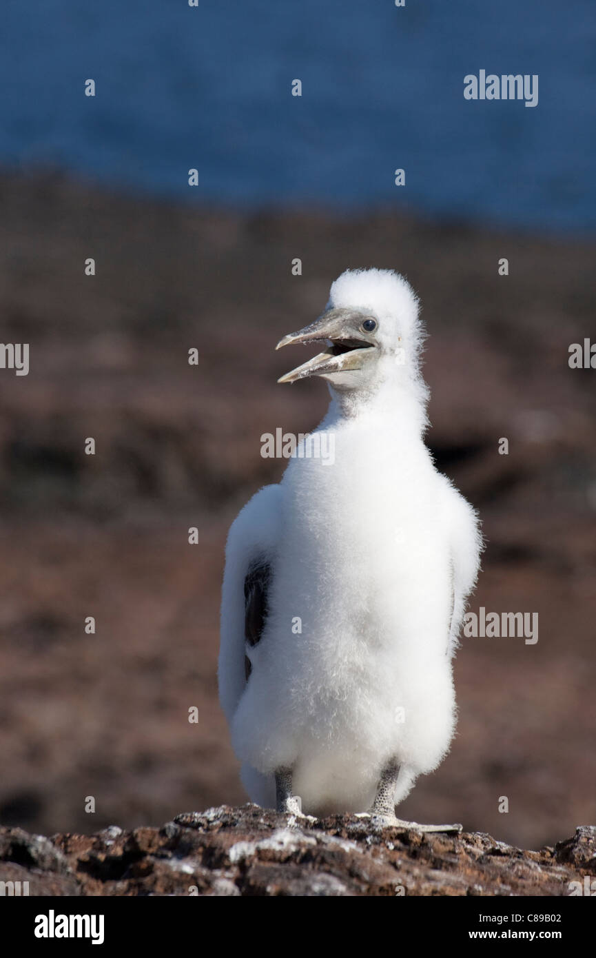 Nazca Booby (Sula granti) chick panting in hot weather Stock Photo