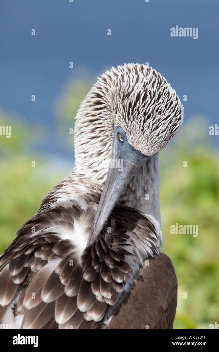 Blue-footed Booby (Sula nebouxii) preening feathers on Espanola Island in the Galapagos Islands Stock Photo